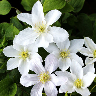 Italienische Waldrebe 'Huldine' (Clematis viticella)