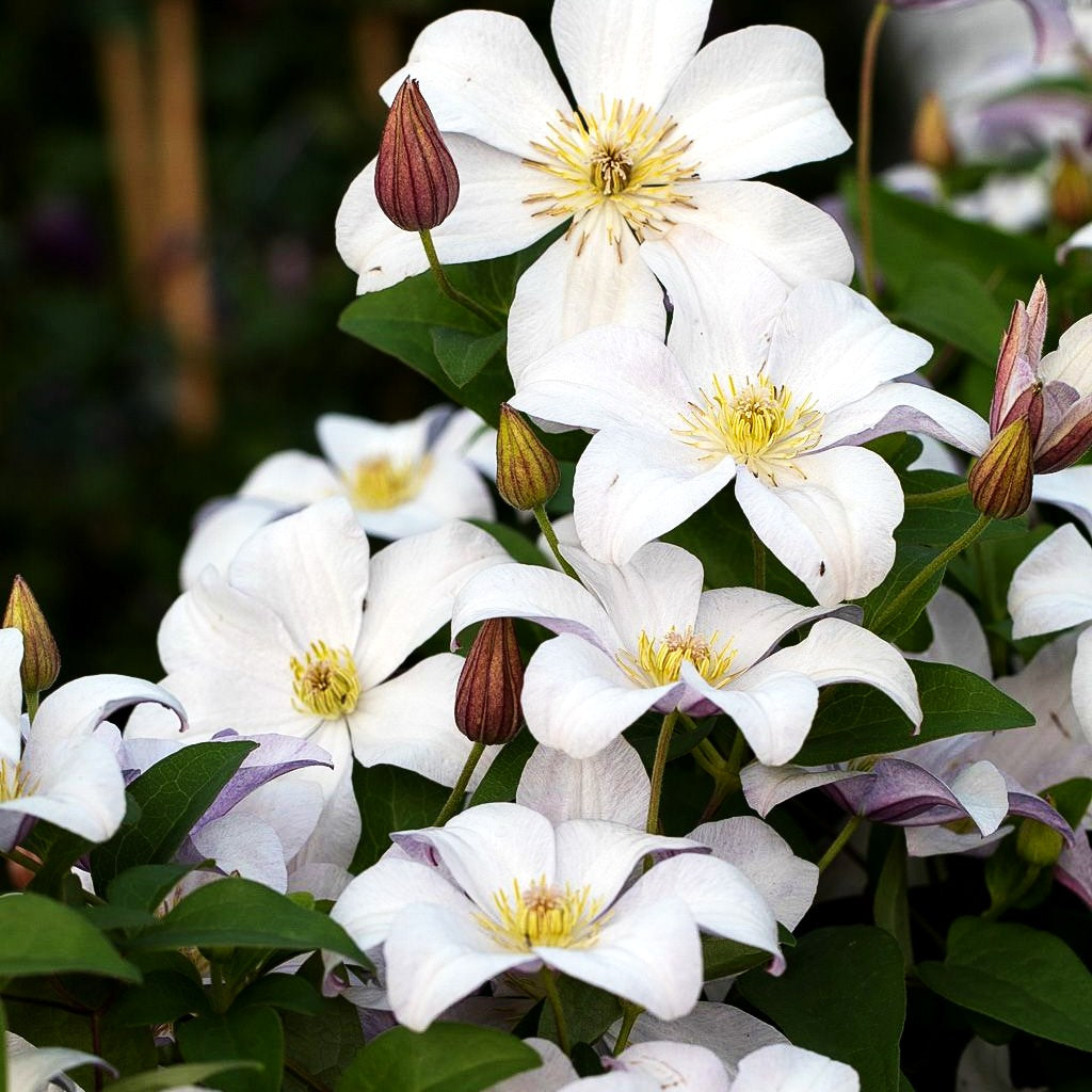 Italienische Waldrebe 'Huldine' (Clematis viticella)