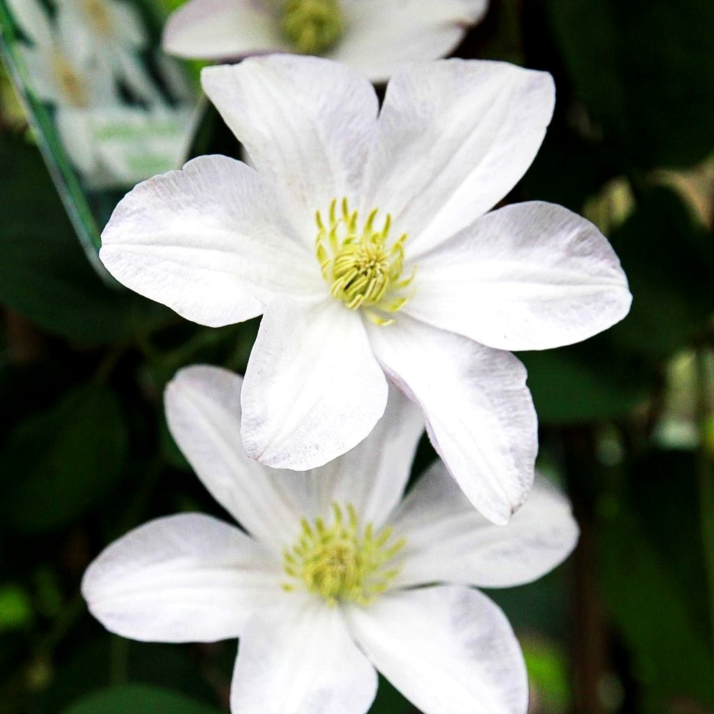 Italienische Waldrebe 'Huldine' (Clematis viticella)