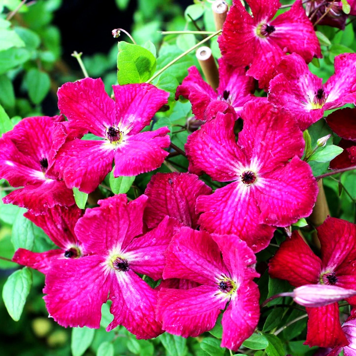 Italienische Waldrebe 'Kermesina' (Clematis viticella)