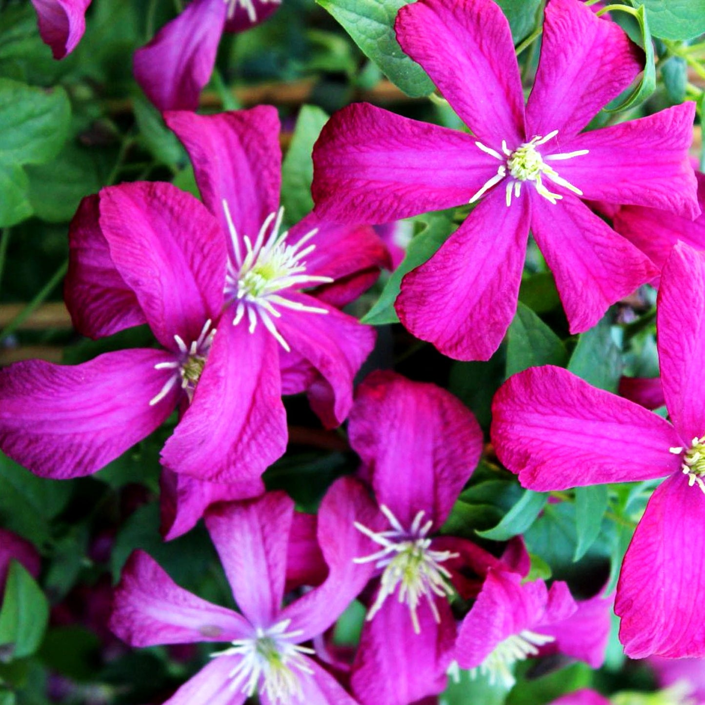 Italienische Waldrebe 'Mad.Julia Correvon' (Clematis viticella)