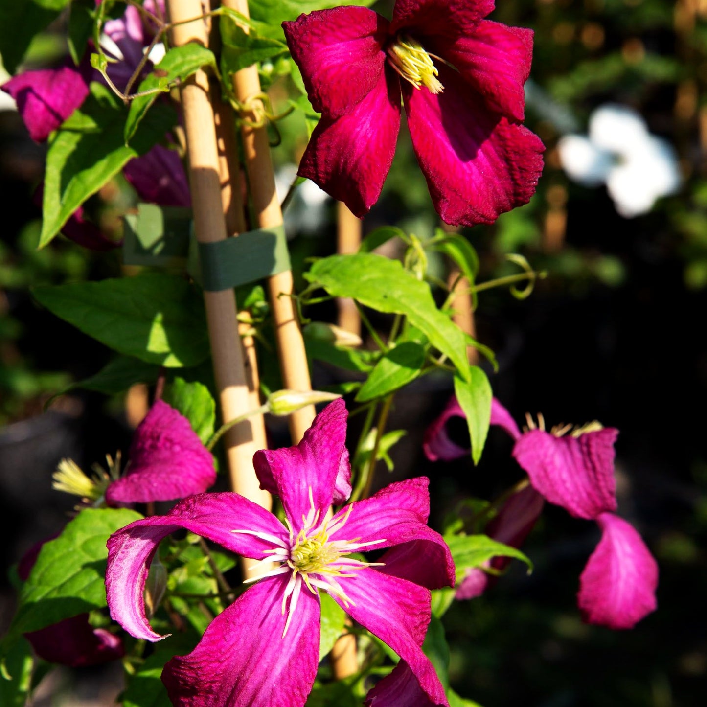 Italienische Waldrebe 'Mad.Julia Correvon' (Clematis viticella)