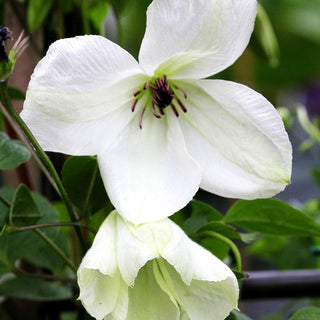 Italienische Waldrebe 'Maria Cornelia' (Clematis viticella)