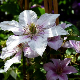 Italienische Waldrebe 'Marmorie' (Clematis viticella)