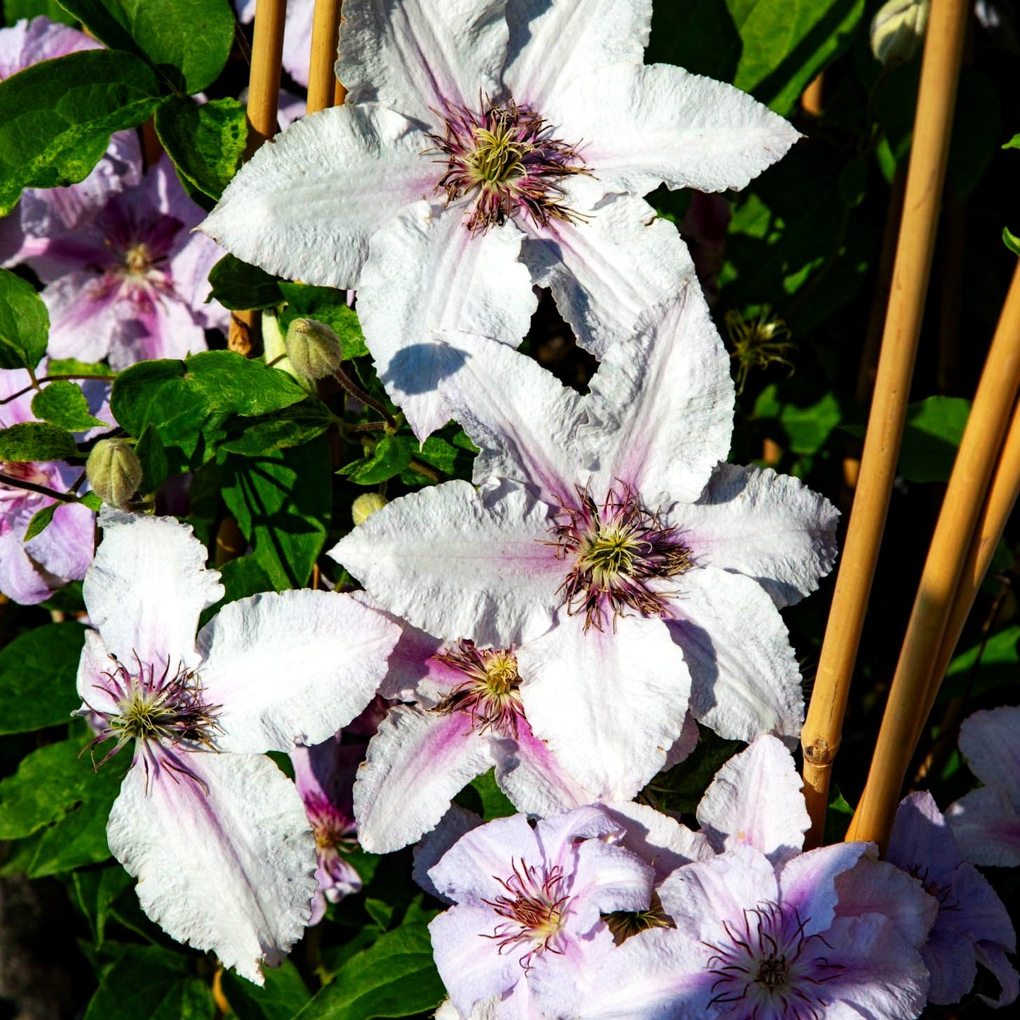 Italienische Waldrebe 'Marmorie' (Clematis viticella)