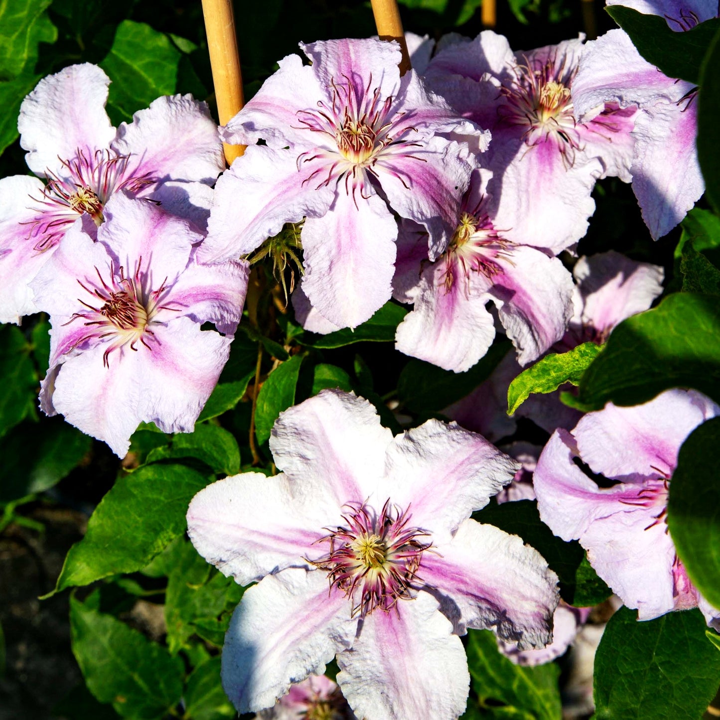 Italienische Waldrebe 'Marmorie' (Clematis viticella)