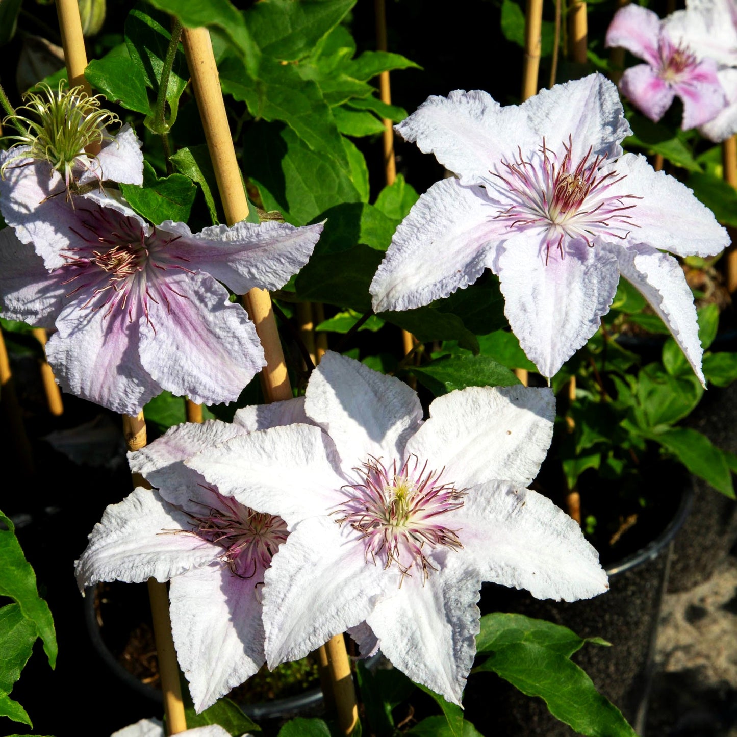 Italienische Waldrebe 'Marmorie' (Clematis viticella)