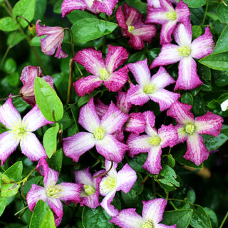 Italienische Waldrebe 'Minuet' (Clematis viticella)