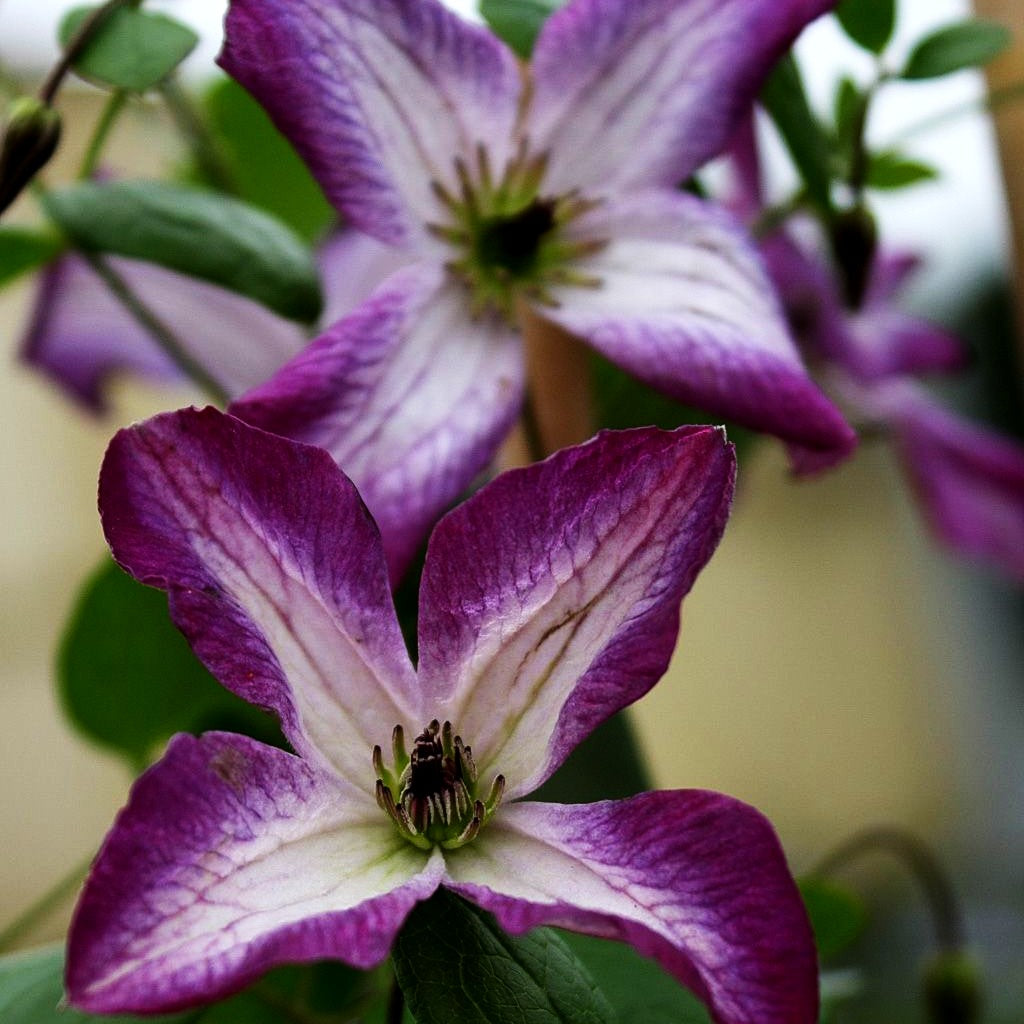 Italienische Waldrebe 'Minuet' (Clematis viticella)