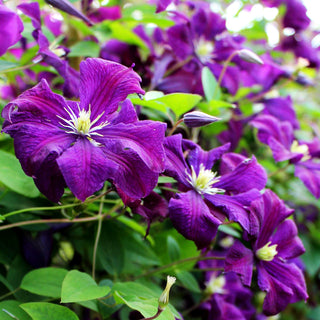 Italienische Waldrebe 'Polish Spirit' (Clematis viticella)