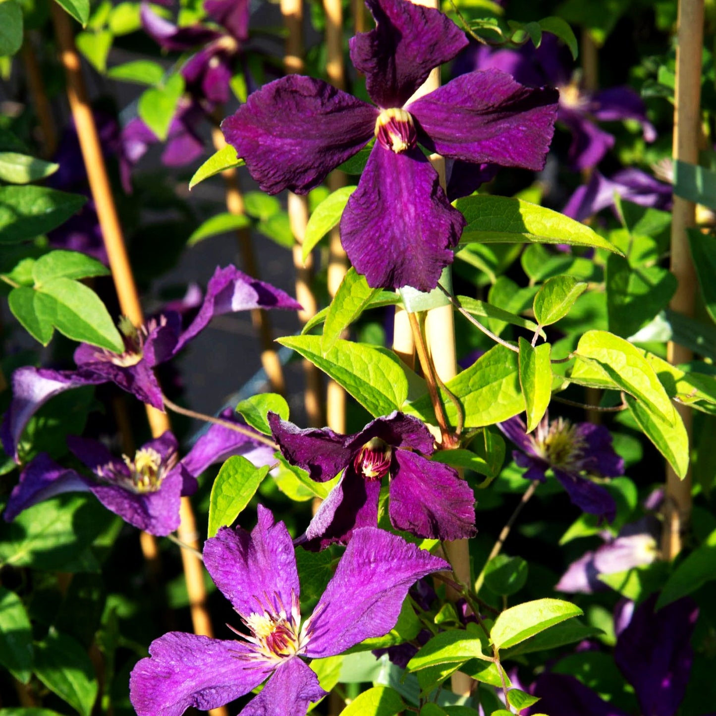 Italienische Waldrebe 'Polish Spirit' (Clematis viticella)