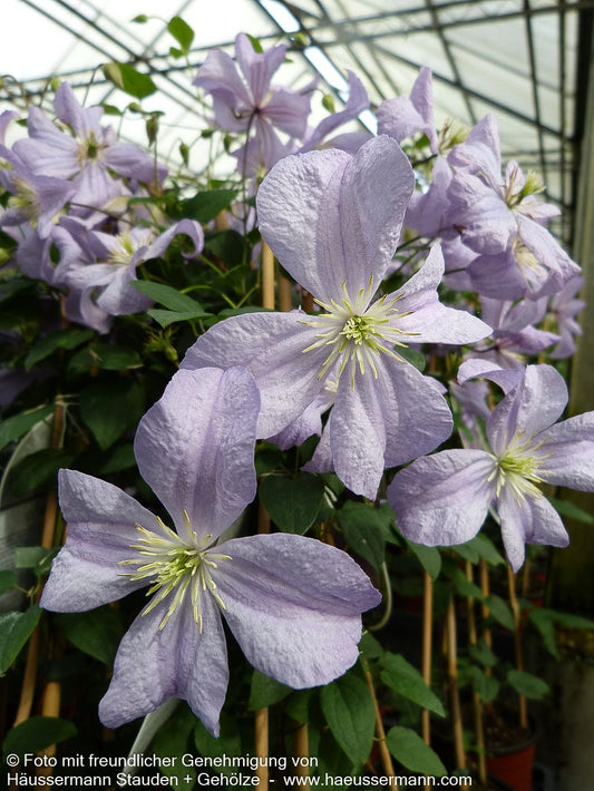 Italienische Waldrebe 'Prince Charles' (Clematis viticella)