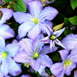 Italienische Waldrebe 'Prince Charles' (Clematis viticella)