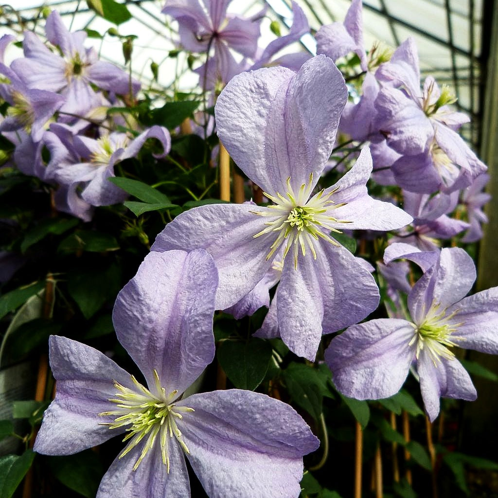 Italienische Waldrebe 'Prince Charles' (Clematis viticella)