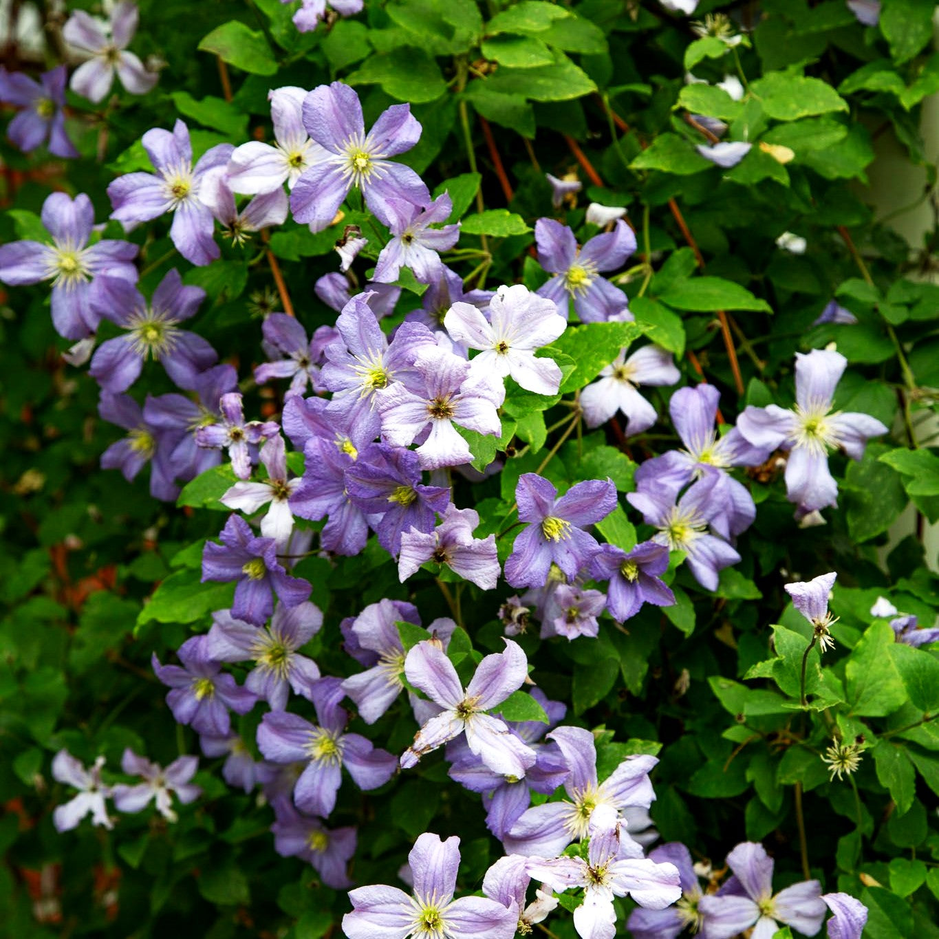 Italienische Waldrebe 'Prince Charles' (Clematis viticella)
