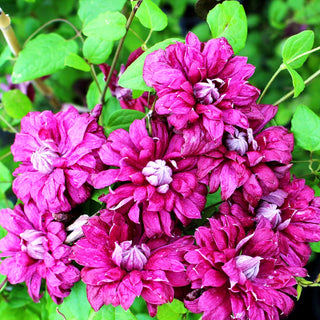 Italienische Waldrebe 'Purpurea Plena Elegans' (Clematis viticella)