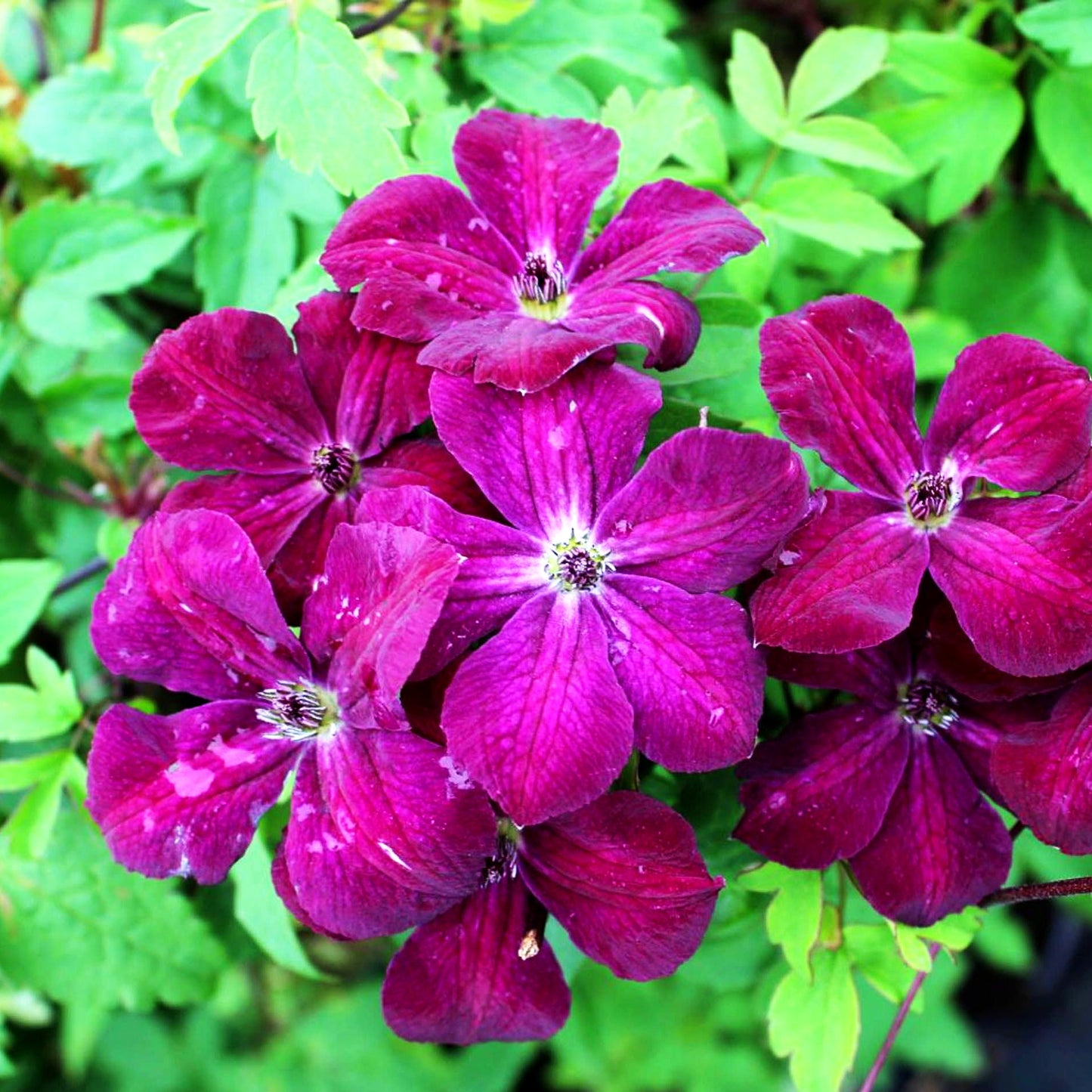 Italienische Waldrebe 'Royal Velours' (Clematis viticella)