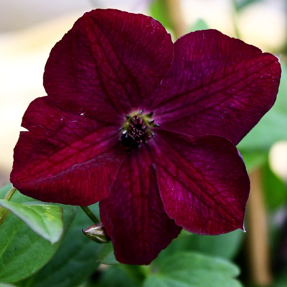 Italienische Waldrebe 'Royal Velours' (Clematis viticella)