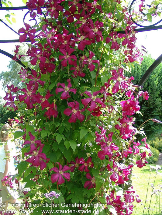 Italienische Waldrebe 'Rubra' (Clematis viticella)