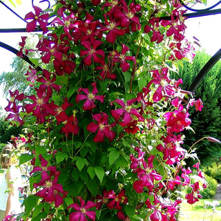 Italienische Waldrebe 'Rubra' (Clematis viticella)