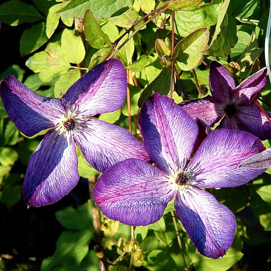 Italienische Waldrebe 'Venosa Violacea' (Clematis viticella)