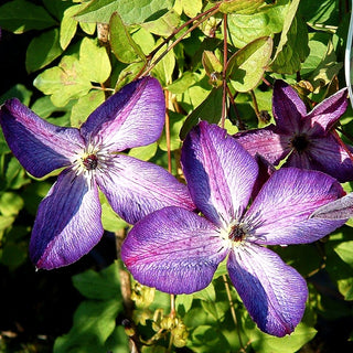 Italienische Waldrebe 'Venosa Violacea' (Clematis viticella)