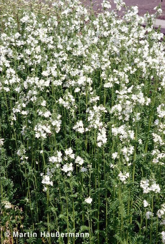 Jakobsleiter 'Album' (Polemonium caeruleum)