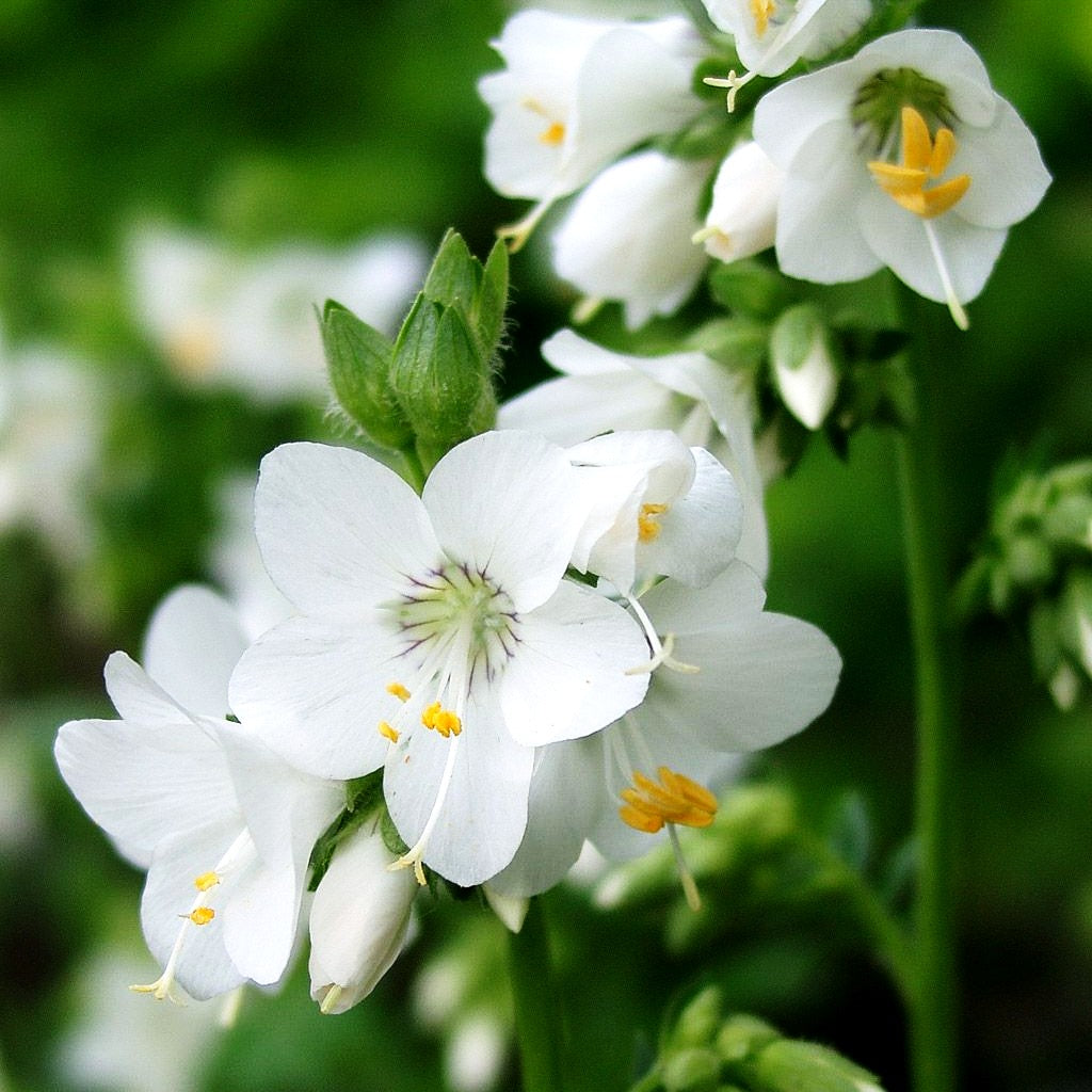 Jakobsleiter 'Album' (Polemonium caeruleum)