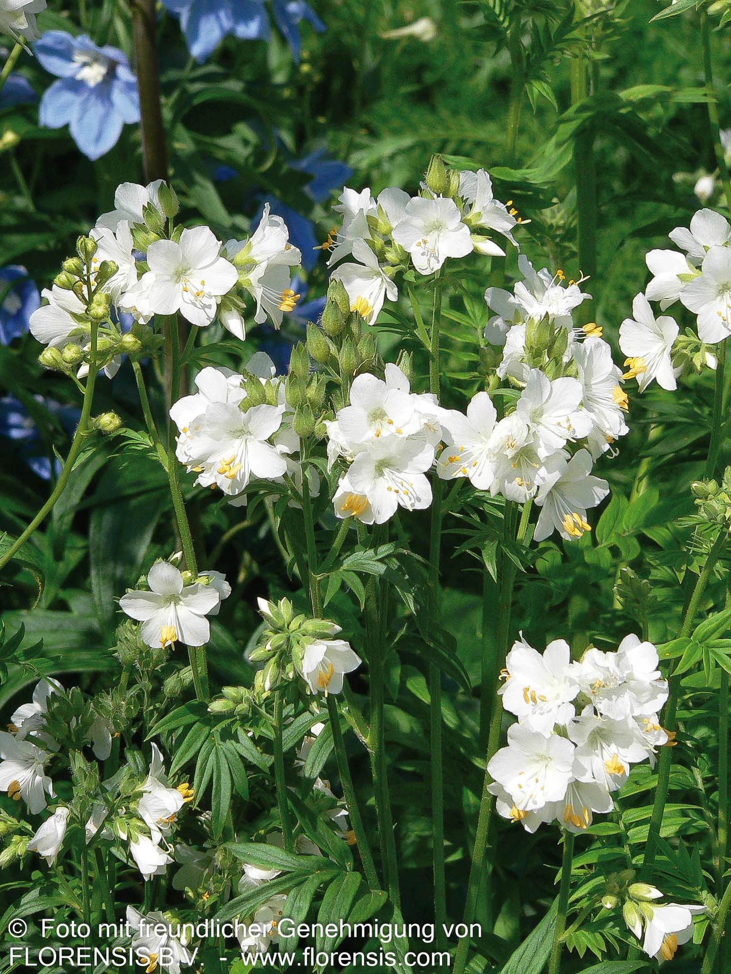 Jakobsleiter 'Album' (Polemonium caeruleum)