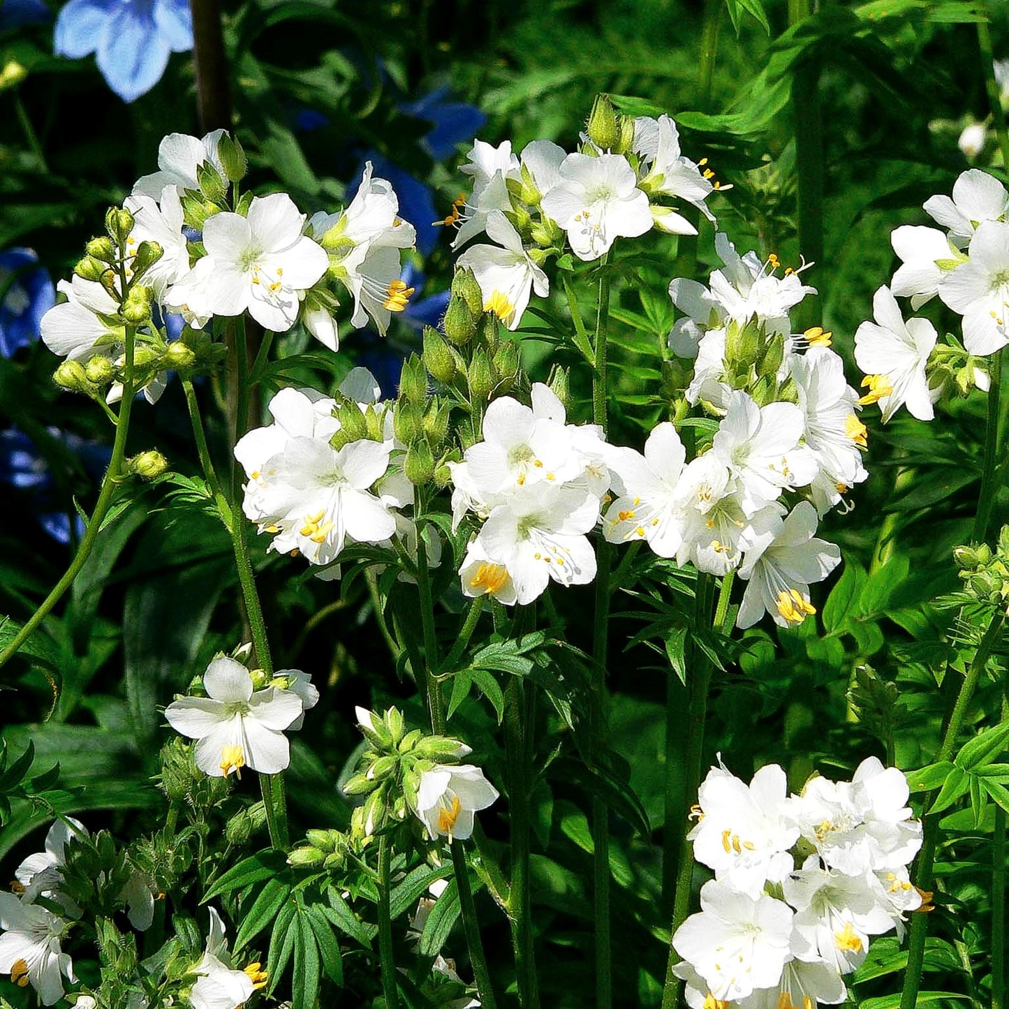 Jakobsleiter 'Album' (Polemonium caeruleum)