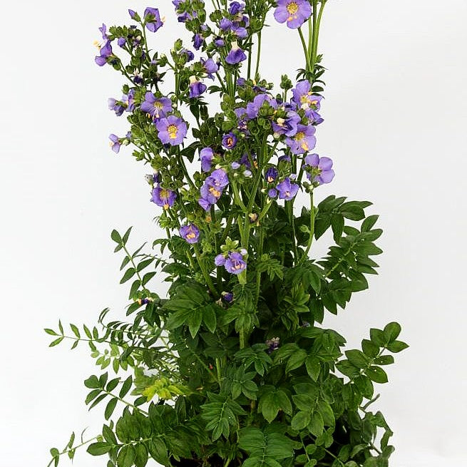 Jakobsleiter 'Azuro' (Polemonium caeruleum)