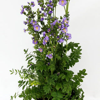 Jakobsleiter 'Azuro' (Polemonium caeruleum)
