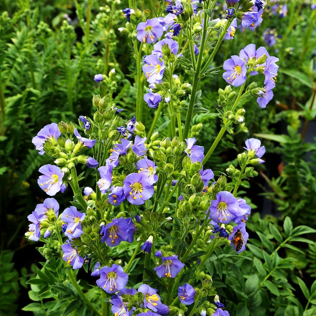 Jakobsleiter 'Azuro' (Polemonium caeruleum)