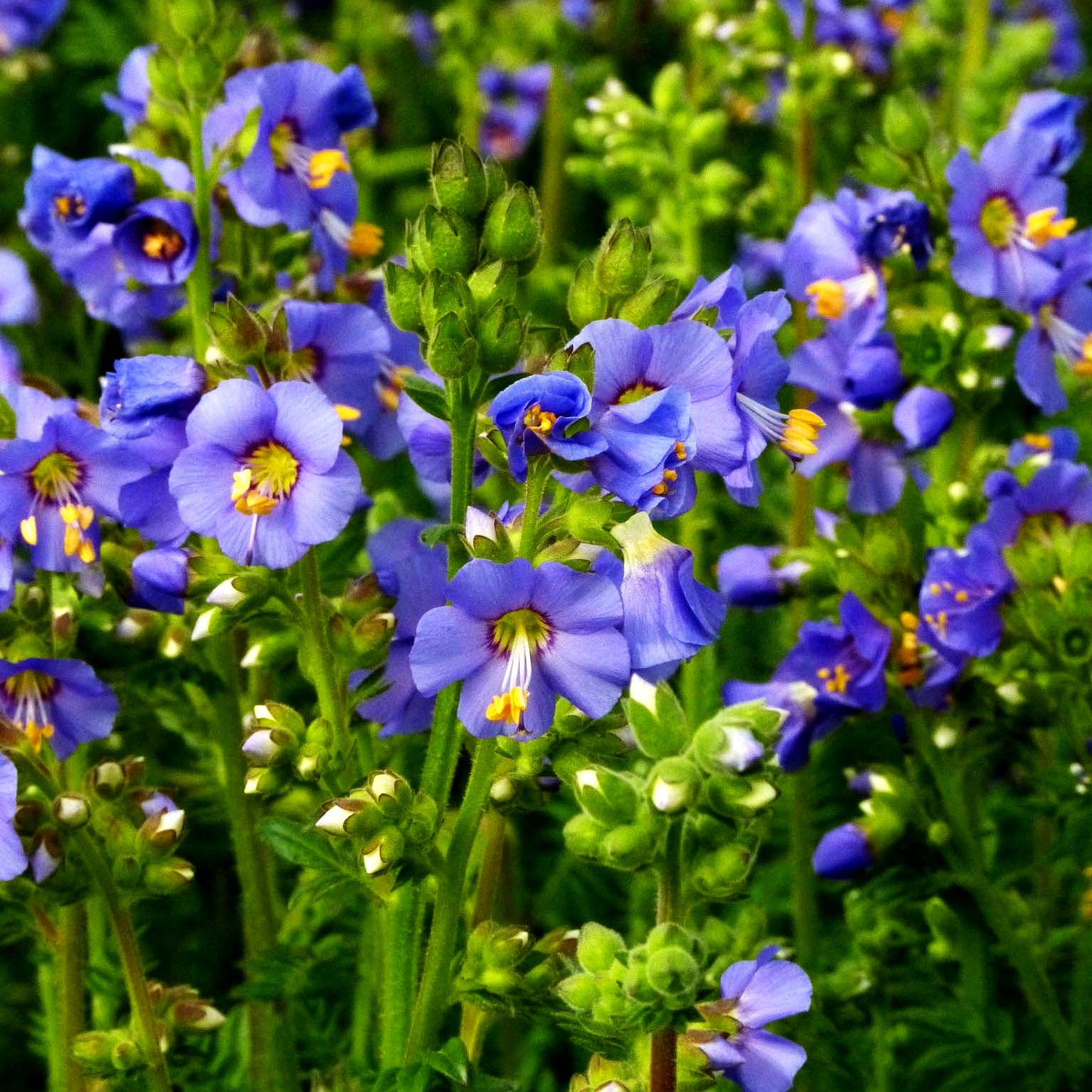 Jakobsleiter 'Azuro' (Polemonium caeruleum)