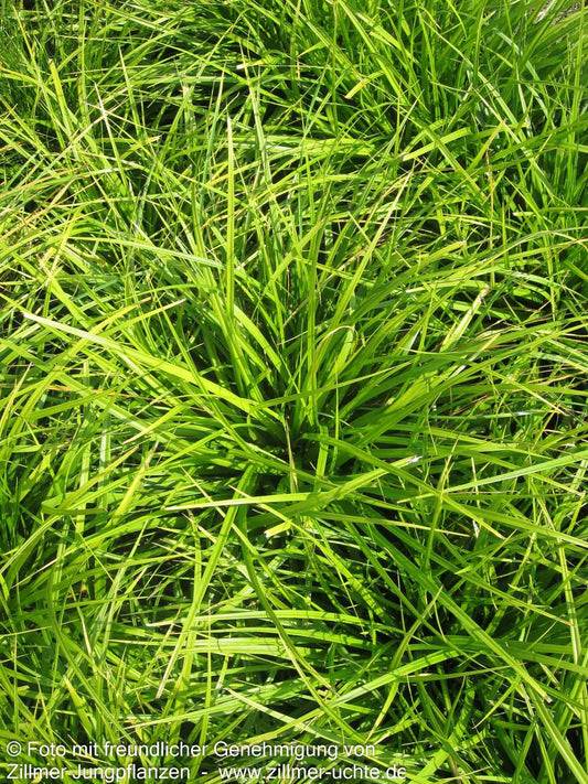 Japan-Segge (Carex morrowii)
