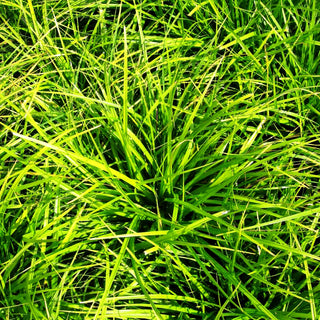 Japan-Segge (Carex morrowii)