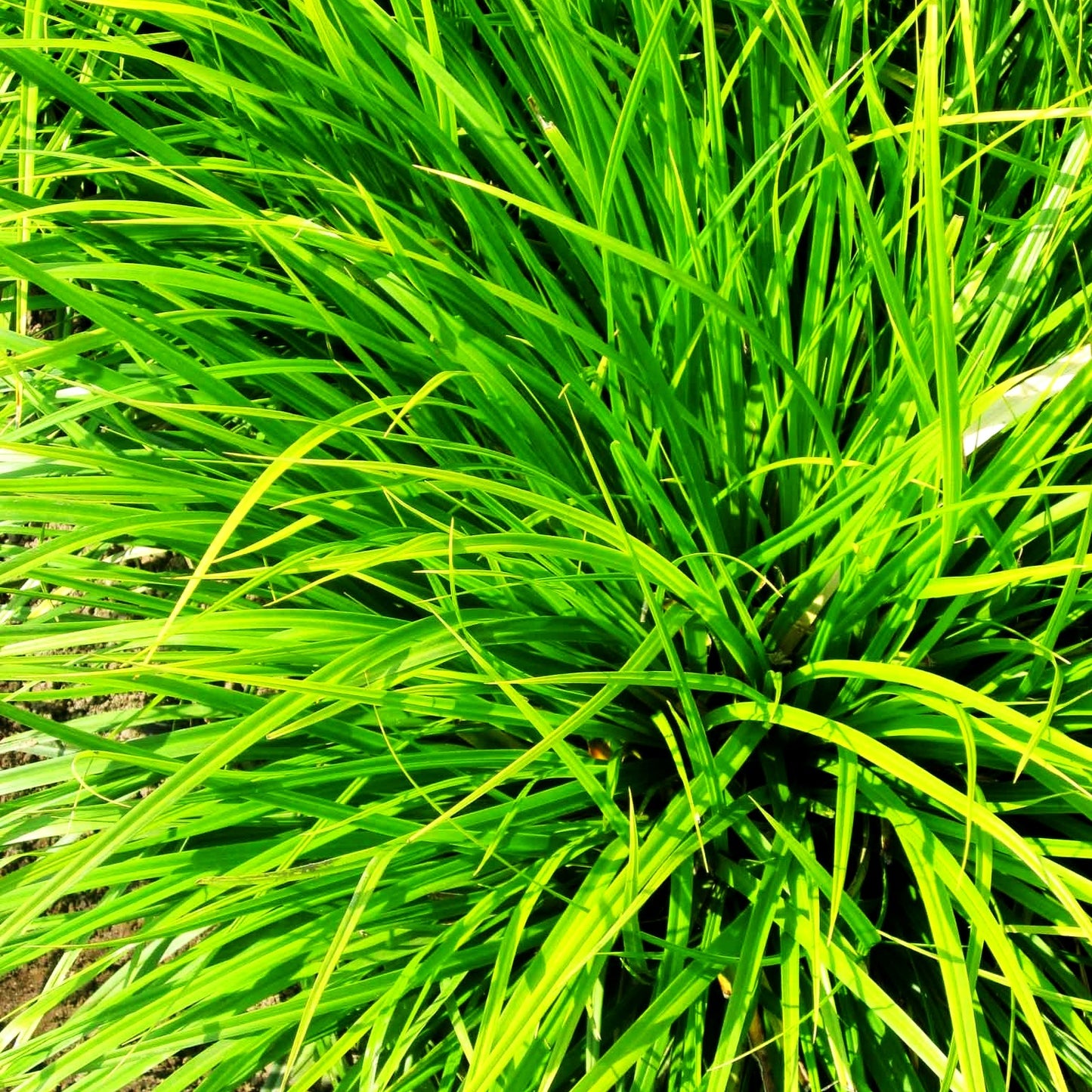 Japan-Segge (Carex morrowii)