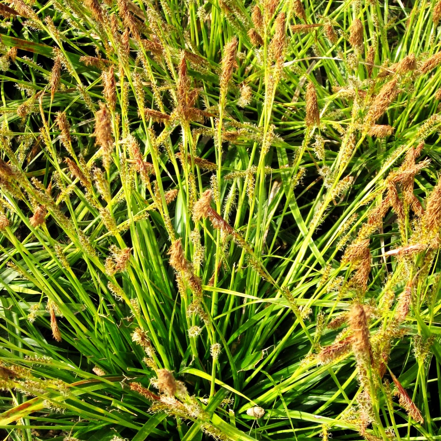 Japan-Segge (Carex morrowii)