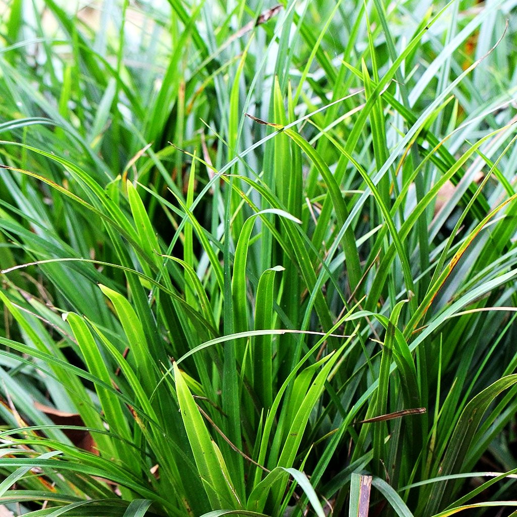 Japan-Segge (Carex morrowii)