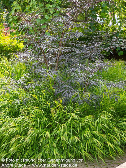 Japangras, Japanisches Berggras (Hakonechloa macra)