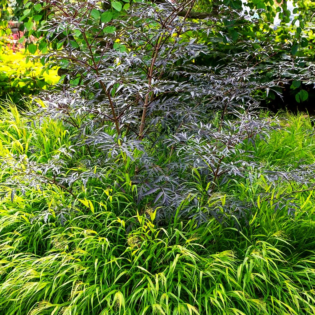 Japangras, Japanisches Berggras (Hakonechloa macra)