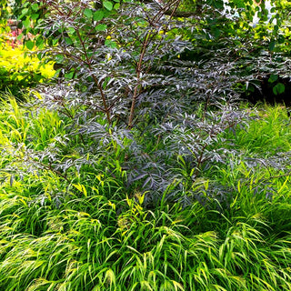 Japangras, Japanisches Berggras (Hakonechloa macra)