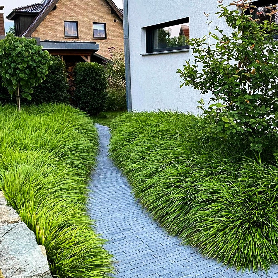 Japangras, Japanisches Berggras (Hakonechloa macra)