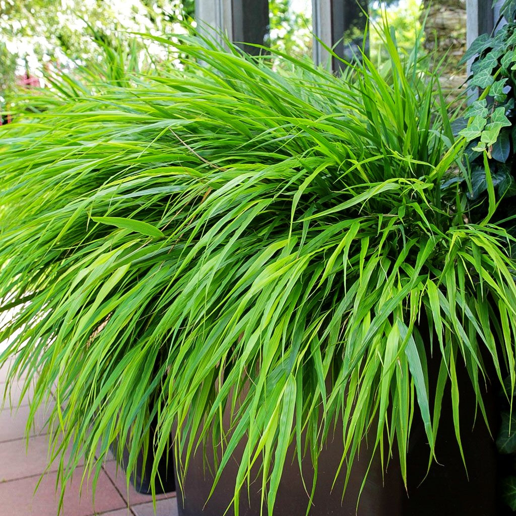 Japangras, Japanisches Berggras (Hakonechloa macra)