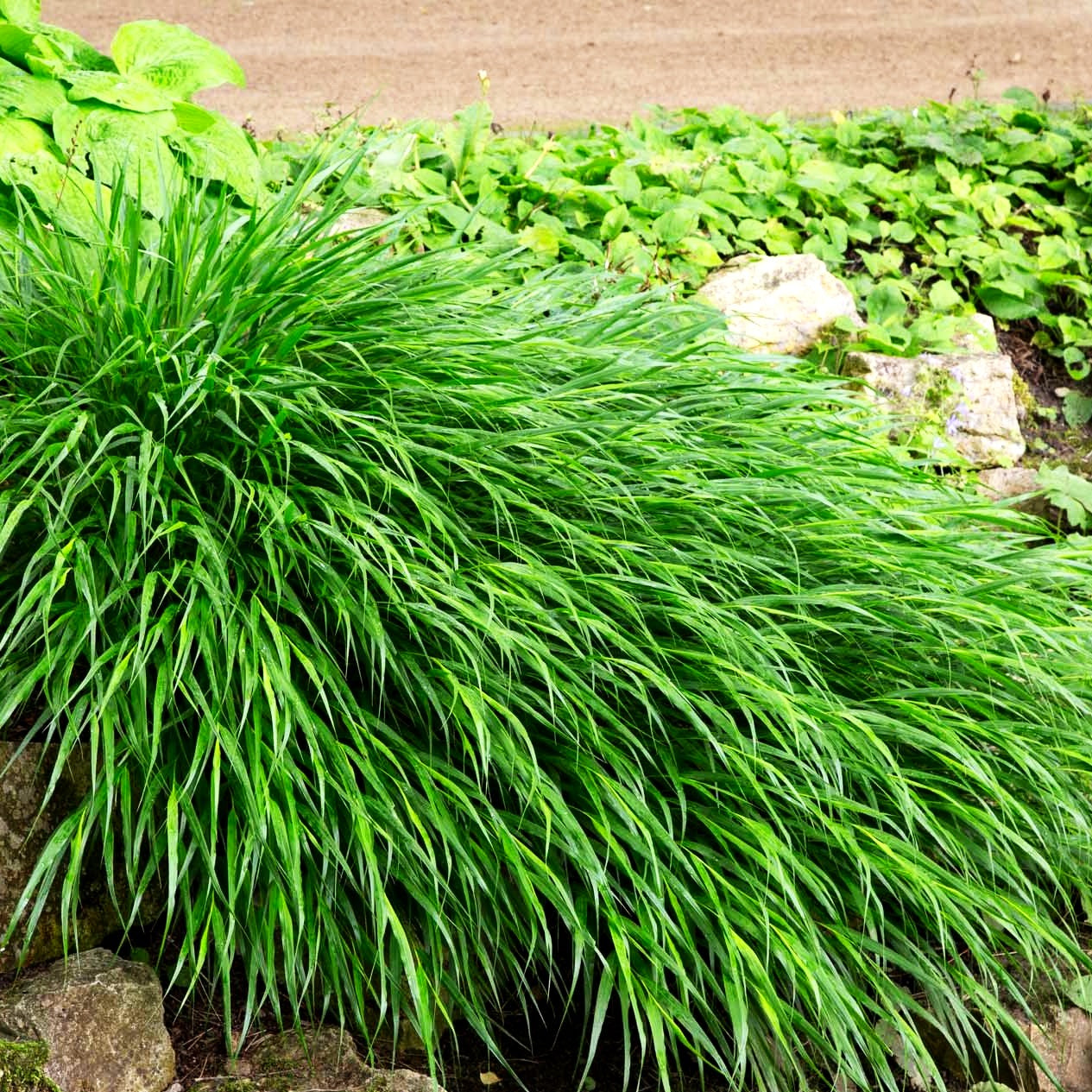 Japangras, Japanisches Berggras (Hakonechloa macra)