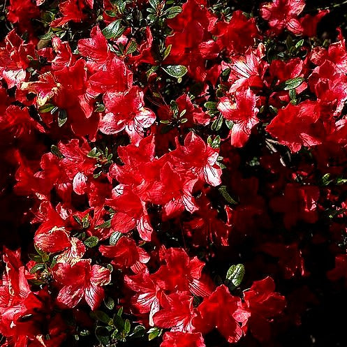 Japanische Azalee 'Aladdin' (Rhododendron obt. II)