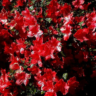 Japanische Azalee 'Aladdin' (Rhododendron obt. II)