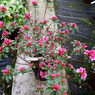 Japanische Azalee 'Blaauw's Pink' (Rhododendron obt. II)