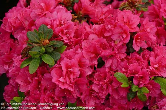 Japanische Azalee 'Canzonetta' (Rhododendron obt. III)