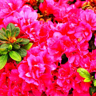 Japanische Azalee 'Canzonetta' (Rhododendron obt. III)
